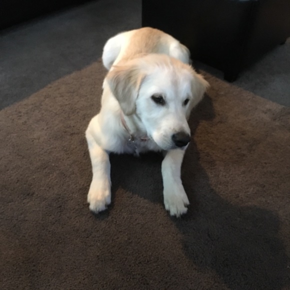 Meet your Posher, Donna - Picture 1 of 1